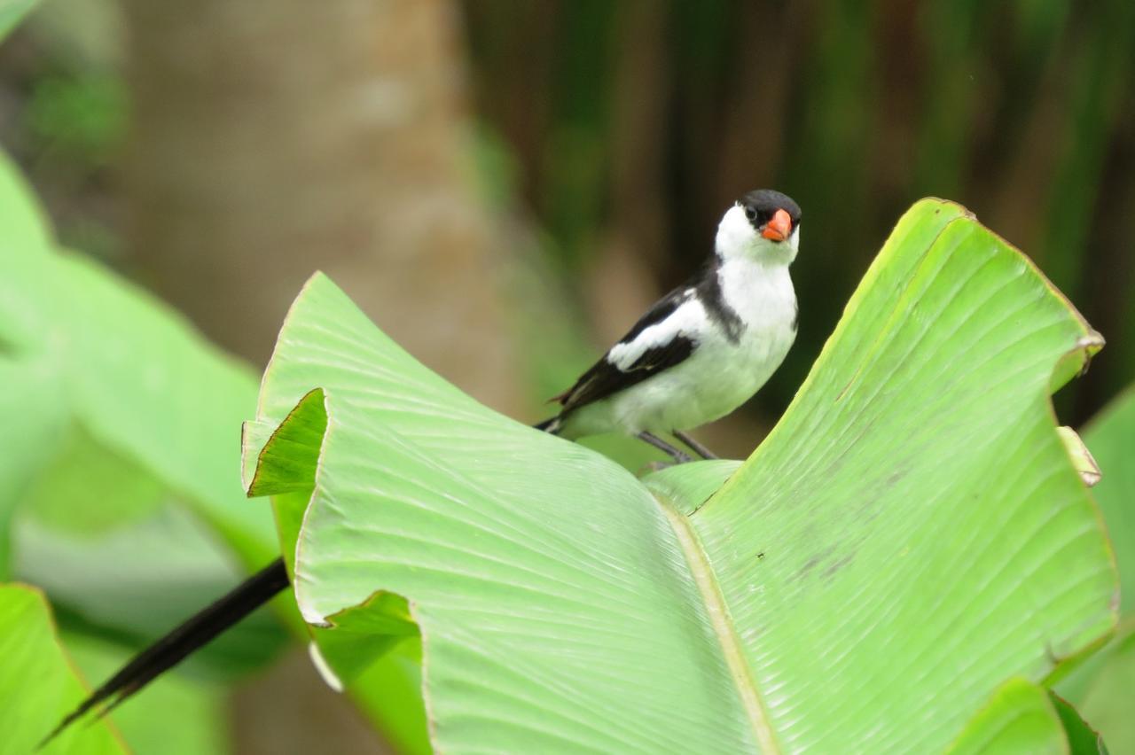 Ponta Figo Mucumbliヴィラ エクステリア 写真